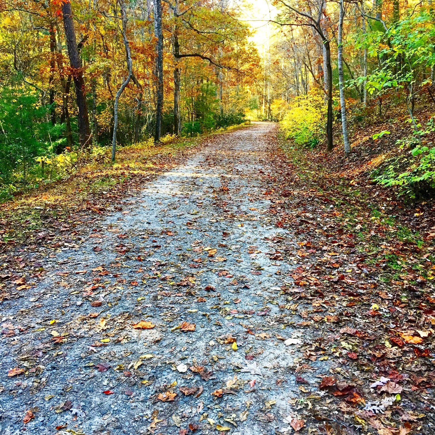 a gravel path in a forest with fall leaves