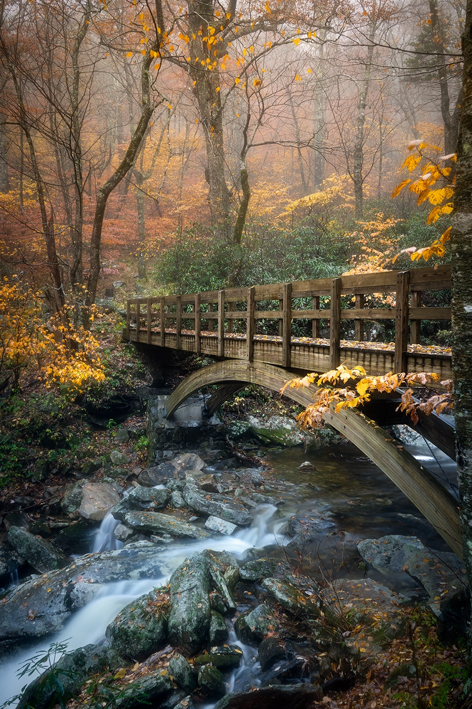 a wooden bridge crossing a stream with lots of fall trees in the woods