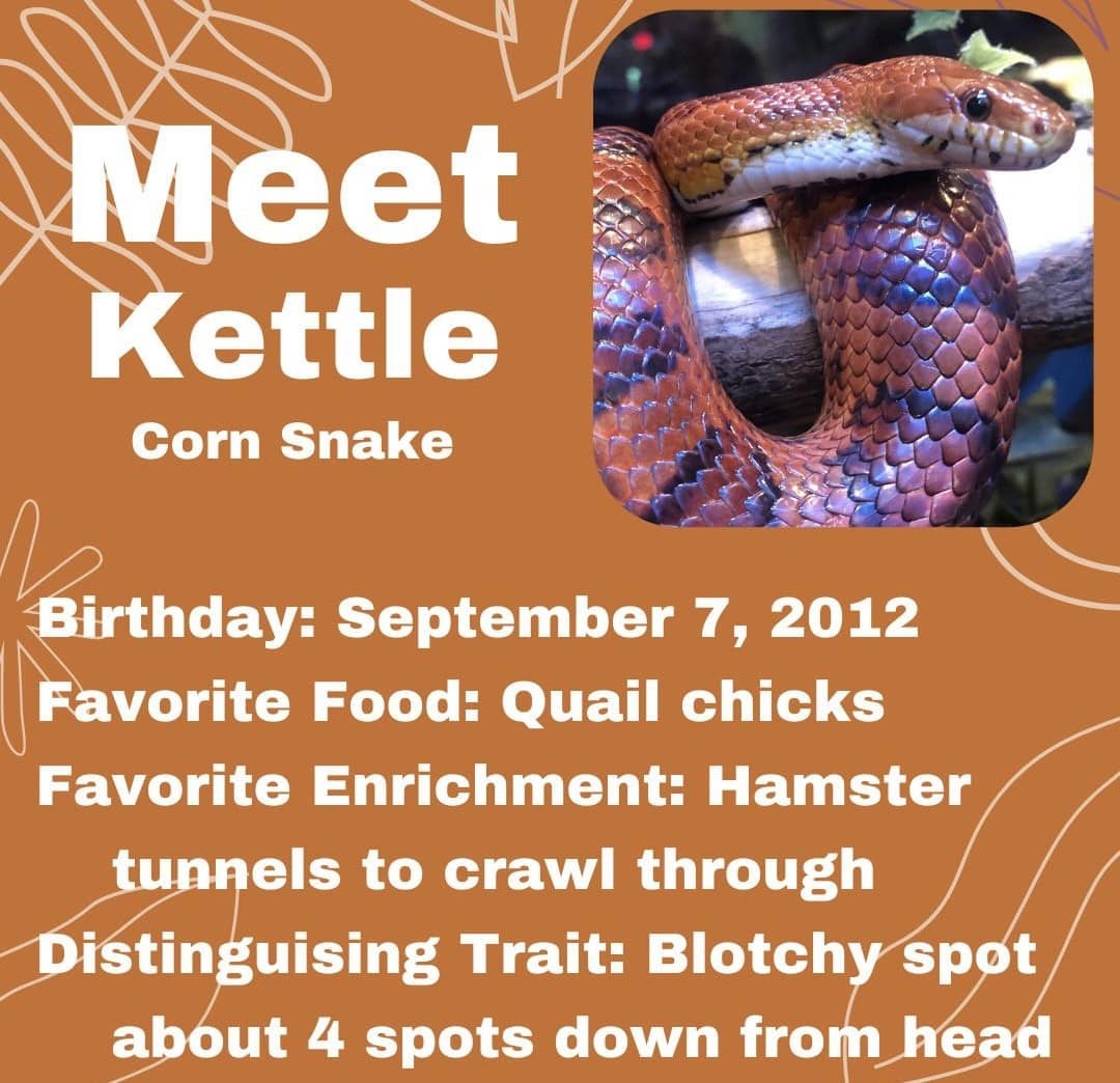 picture of Kettle the corn snake at WNC Nature Center with infographic of facts